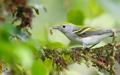 Featured Bird: Chestnut-sided Warbler
