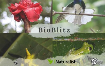 BioBlitz with Swarovski Optik and Finca Cántaros!